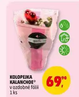 Penny Market KOLOPEJKA KALANCHOE, 1 ks nabídka
