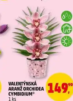 Penny Market VALENTÝNSKÁ ARANŽ ORCHIDEA CYMBIDIUM, 1 ks nabídka
