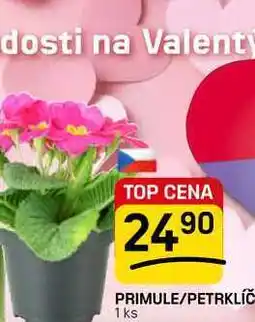 Flop PRIMULE/PETRKLÍČ 1 ks nabídka