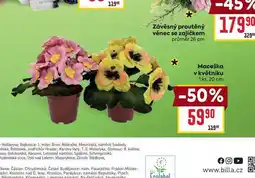 Billa Maceška v květníku 1 ks, 20 cm nabídka