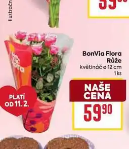 Billa BonVia Flora Růže květináč ø 12 cm 1 ks nabídka