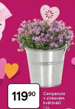 Tesco Campanula v zinkovém květináči, 1 ks nabídka