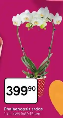 Tesco Phalaenopsis srdce, 1 ks. květináč 12 cm nabídka