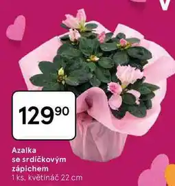 Tesco Azalka se srdíčkovým zápichem, 1 ks, květináč 22 cm nabídka
