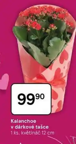 Tesco Kalanchoe v dárkové tašce, 1 ks, květináč 12 cm nabídka