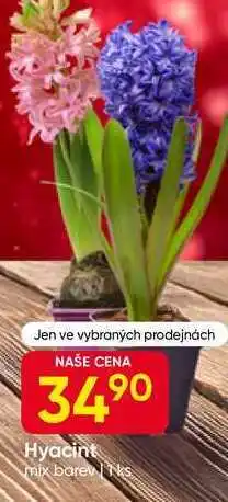 Hruška Hyacint mix nabídka