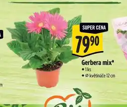 Albert Gerbera mix, pr. květináče 12 cm nabídka