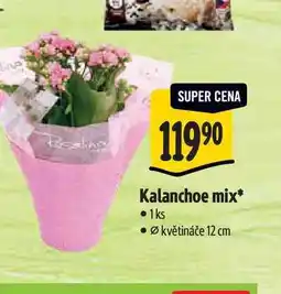 Albert Kalanchoe mix, květináče pr. 12 cm nabídka