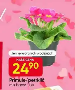 Hruška Primule/petrklíč mix barev | 1 ks nabídka
