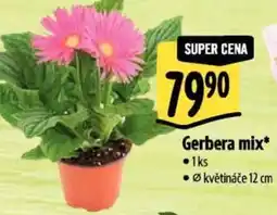 Albert Gerbera mix nabídka