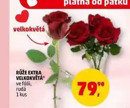 Penny Market RŮŽE EXTRA VELKOKVĚTÁ, 1 kus nabídka