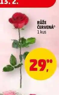 Penny Market RŮŽE ČERVENÁ, 1 kus nabídka