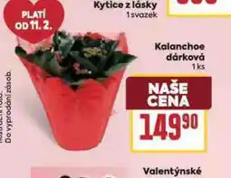 Billa Kalanchoe dárková nabídka