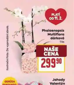 Billa Orchidea - phalaenopsis nabídka