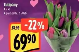 Albert Tulipány nabídka