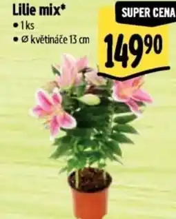 Albert Lilie mix nabídka