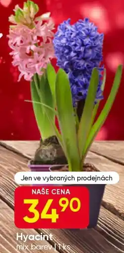 Hruška Hyacint nabídka