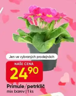 Hruška Primule/petrklíč nabídka