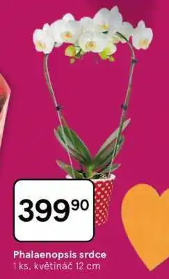 Tesco Phalaenopsis srdce nabídka