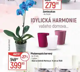 Globus Phalaenopsis barvený nabídka