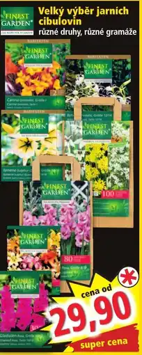Norma Velký výběr jarních Cibulovin nabídka