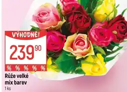 Globus Růže velké mix barev nabídka