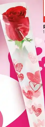 Globus Růže v tubě nabídka