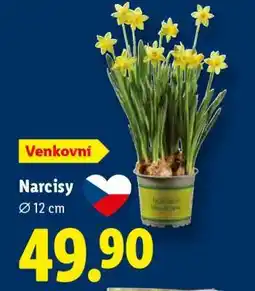 Lidl NARCISY nabídka