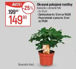 Globus Okrasné pokojové rostliny nabídka