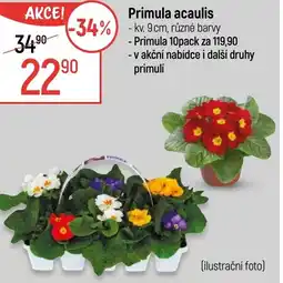 Globus Primula acaulis nabídka