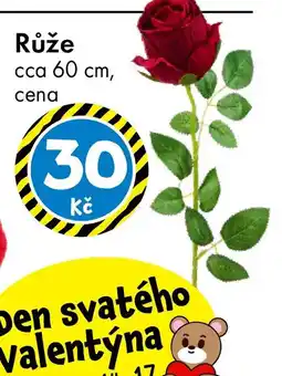 TEDi Růže nabídka