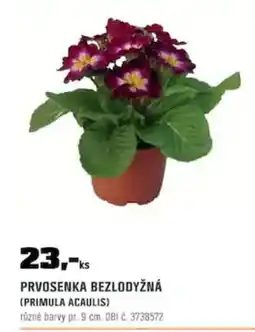 OBI Prvosenka bezlodyžná (primula acaulis) nabídka