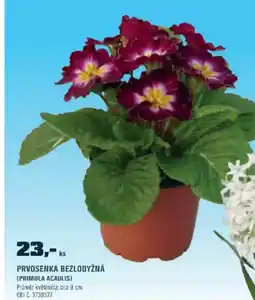 OBI Prvosenka bezlodyžná (primula acaulis) nabídka