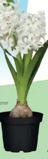 OBI Hyacint východní (hyacinthus orientalis) nabídka