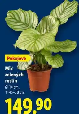 Lidl Mix zelených rostlin nabídka