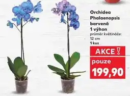 Kaufland Orchidea Phalaenopsis barvená 1 výhon nabídka