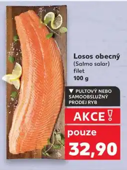 Kaufland Losos obecný nabídka