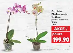 Kaufland Orchidea phalaenopsis nabídka