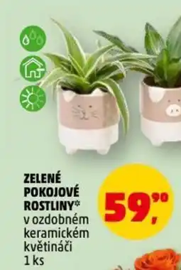 Penny Market Zelené pokojové rostliny nabídka