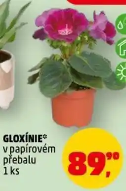 Penny Market Gloxínie nabídka