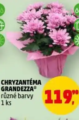 Penny Market Chryzantéma grandezza nabídka