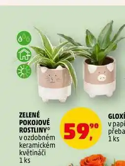 Penny Market ZELENÉ POKOJOVÉ ROSTLINY, 1 ks nabídka