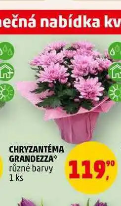 Penny Market CHRYZANTÉMA GRANDEZZA, 1 ks nabídka