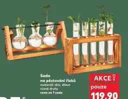 Kaufland Sada na pěstování nabídka
