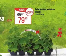 Globus Pelargonium peltatum 10pack nabídka