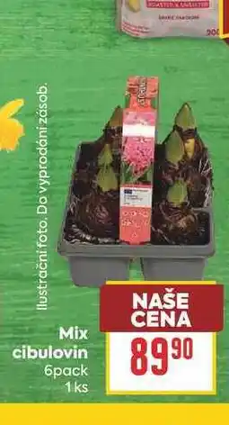 Billa Mix cibulovin 6pack 1 ks nabídka