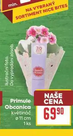 Billa Primule Obconica květináč Ø 11 cm 1 ks nabídka