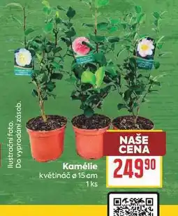 Billa Kamélie květináč ø 15 cm 1 ks nabídka