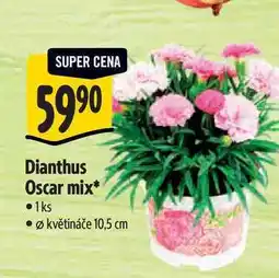 Albert Dianthus Oscar mix, pr květináče 10,5 cm nabídka