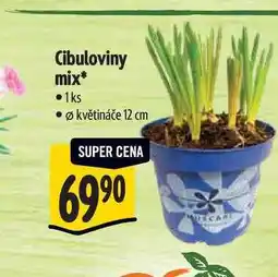 Albert Cibuloviny mix, pr. květináče 12 cm nabídka